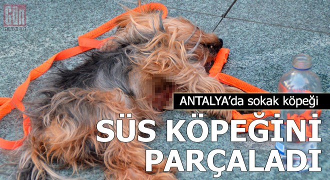 Sokak köpeği, süs köpeğini parçaladı