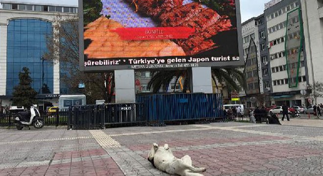 Sokak köpeği, yemek reklamlarını böyle izledi