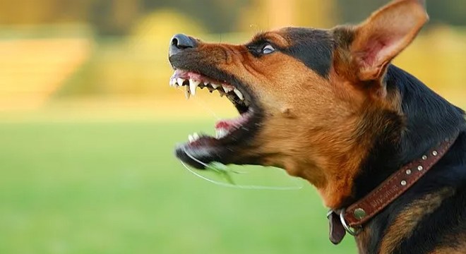 Sokak köpeğinden kaçan çocuğa otomobil çarptı