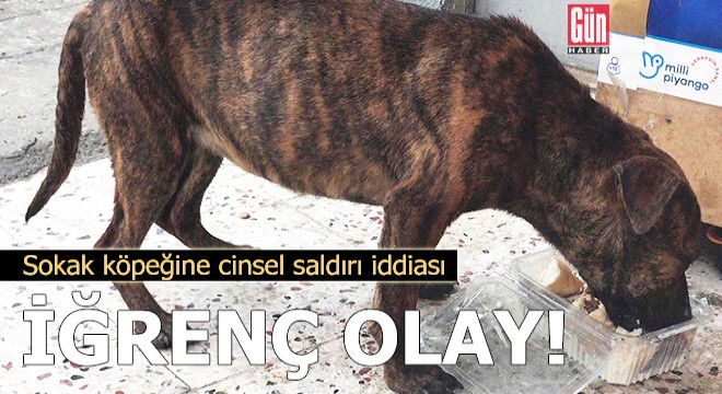 Sokak köpeğine cinsel saldırı iddiası