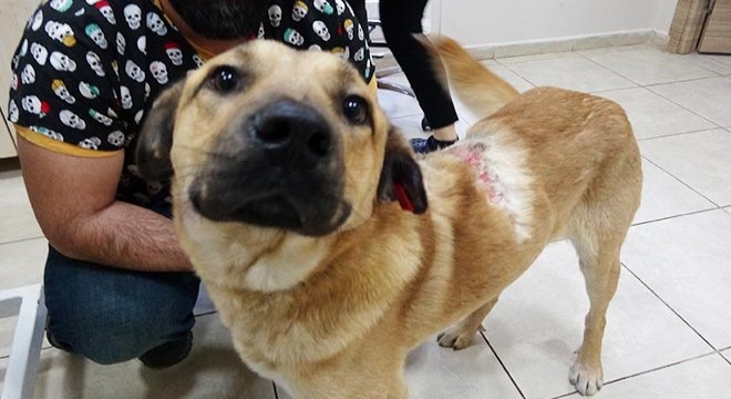 Sokak köpeğine kaynar suyla saldırı