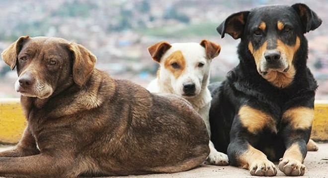 Sokak köpekleri anne ve çocuğuna saldırdı