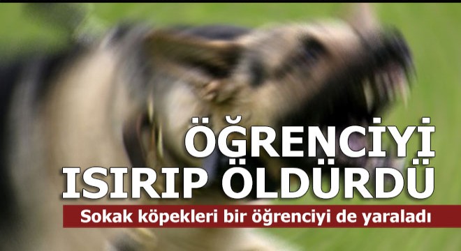 Sokak köpekleri bir öğrenciyi öldürdü, diğerini yaraladı