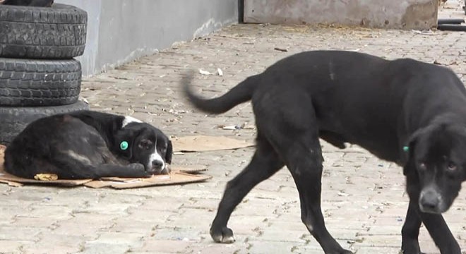 Sokak köpekleri genç kıza saldırdı