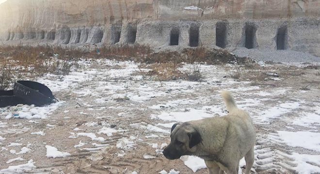 Sokak köpekleri için dağları deldiler