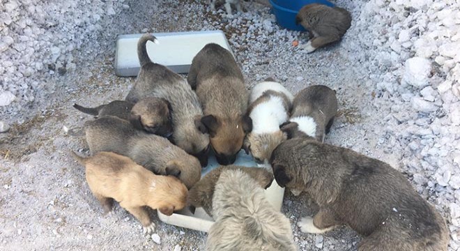 Sokak köpekleri için oyuklar açtırıp, ‘köpek köyü’ kurdu