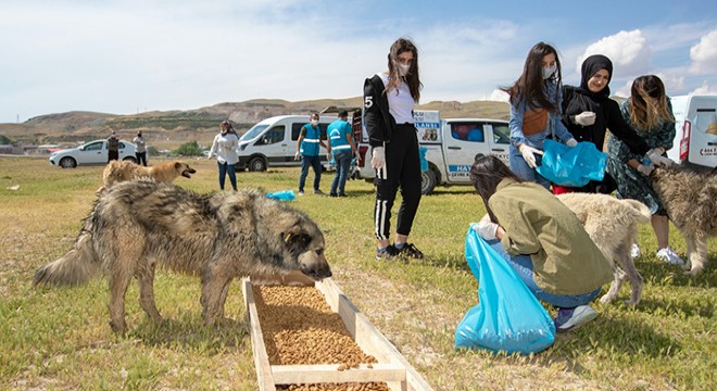 Sokak köpekleri için seferber oldular