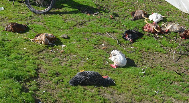 Sokak köpeklerinden horoz ve tavuk katliamı