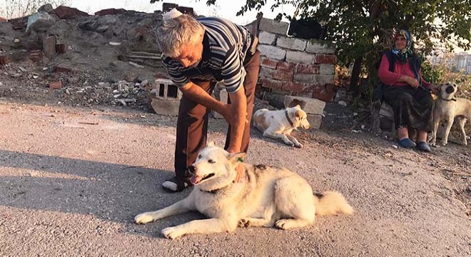 Sokak köpeklerini beslerken başından vuruldu