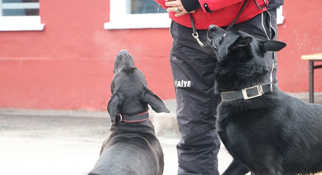 Sokakta bulunup eğitilen 'Ex' ve 'Dora' depremde hayat kurtardı