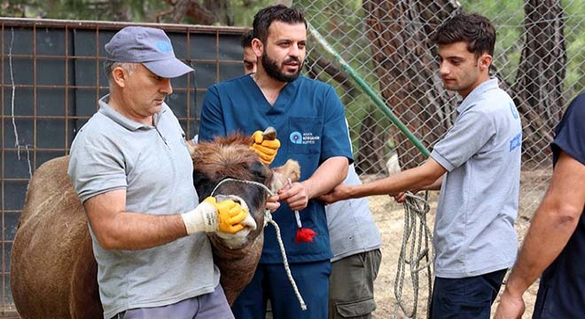 Antalya da sokakta kurban kesip, atıklarını gömene ceza