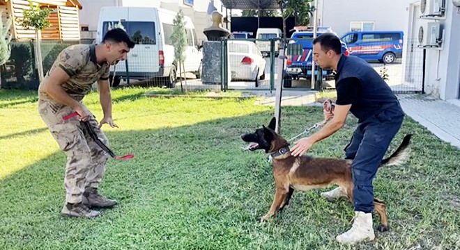 Sokaktan gelen 'Zalım', jandarmanın dedektör köpeği oldu