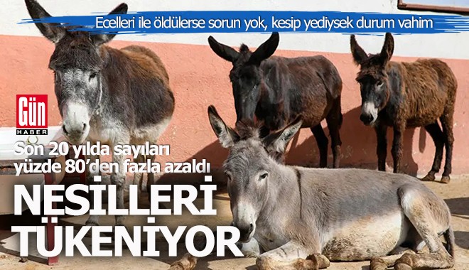 Son 20 yılda eşek ve katır yazısı yüzde 80'den fazla düştü