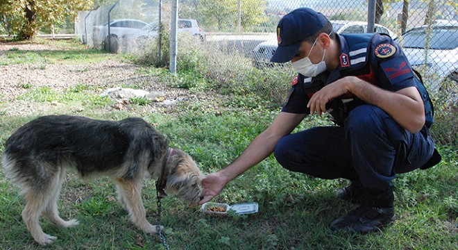 Sopayla dövülen köpeği jandarma sahiplendi
