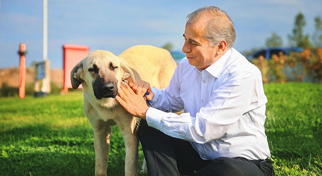 Sopayla dövülen köpek artık 'Mutlu'