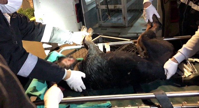 Sopayla öldüresiye dövülen köpeğin tedavisi sürüyor