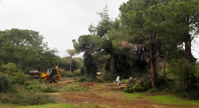 Sorgun Ormanı nda turizm tesisi için ağaç kesimi