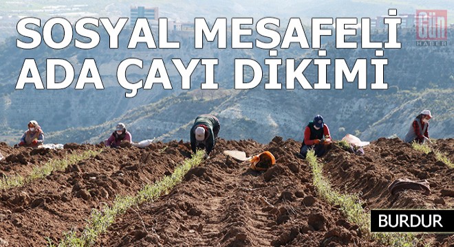 Sosyal mesafeli ada çayı dikimi