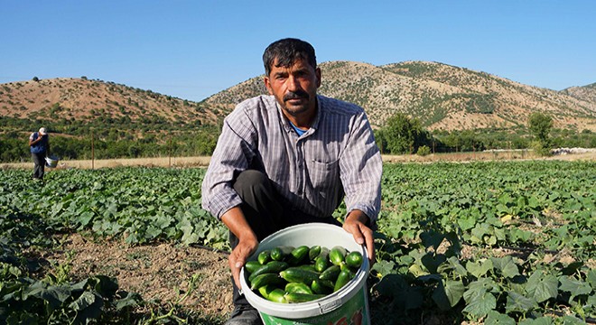 Sosyal yardım parasıyla salatalık bahçesi kurup iş sahibi oldu