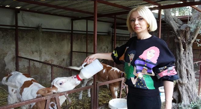 Spikerliği bıraktı, besi çiftliği kurup süt üretimine başladı