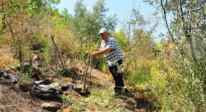 Spil Dağı'na 42 yıldır ağaç dikiyor