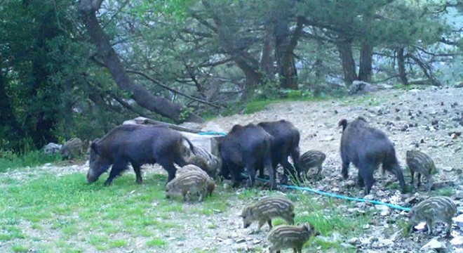 Spil Dağı'nın yaban hayatı fotokapanda