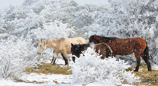 Spil Dağı nda seyrine doyumsuz kar manzaraları