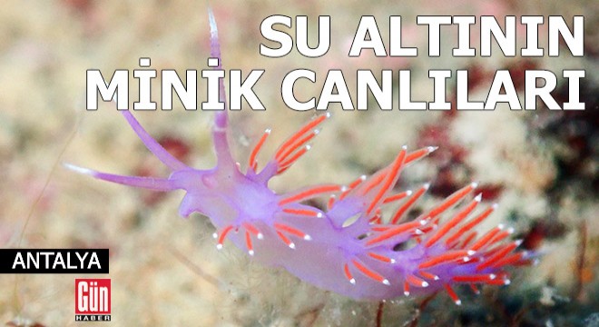 Su altının en minik canlıları