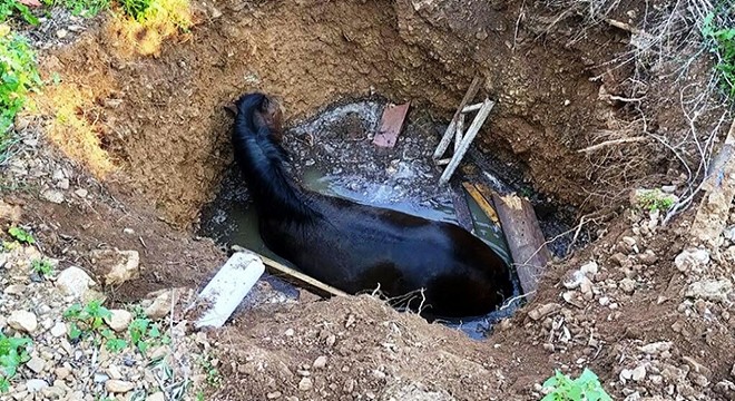 Su dolu kuyuya düşen atı itfaiye ekipleri kurtardı