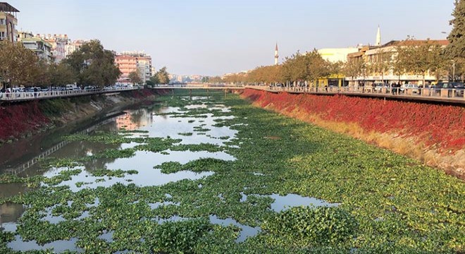 Su sümbülleri, Asi Nehri'ni kapladı
