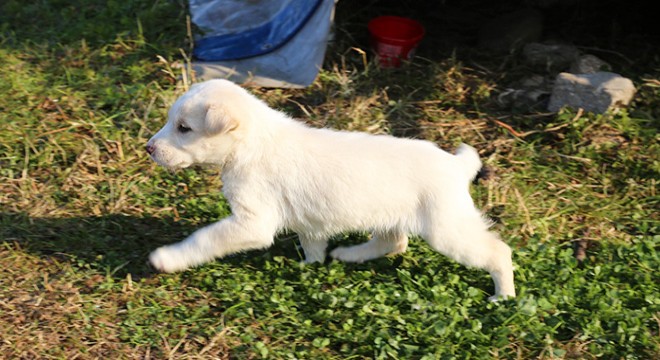 Su kanalına giren yavru köpek kurtarıldı