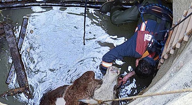 Su kuyusuna düşen gebe inek kurtarıldı