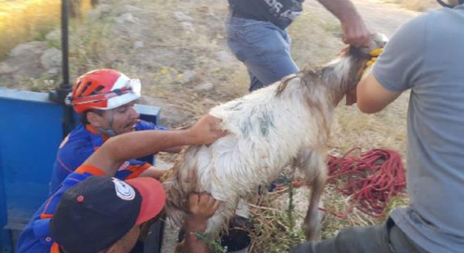 Sulama kanalındaki boruya sıkışan keçi kurtarıldı
