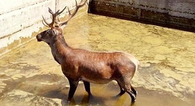 Sulama havuzuna düşen Ren geyiği kurtarıldı