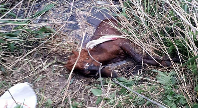 Sulama kanalına düşen atı itfaiye ekipleri kurtardı