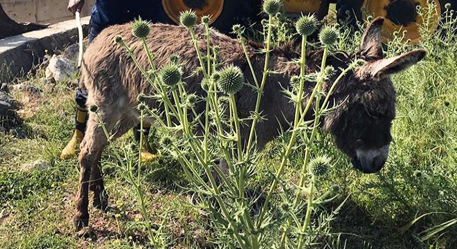 Sulama kanalına düşen eşeği itfaiye kurtardı