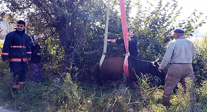 Sulama kanalına düşen ineği itfaiye kurtardı