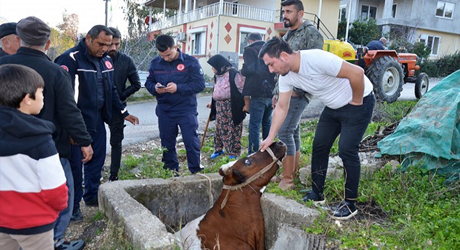 Sulama kanalına düşen inek, iş makinesiyle kurtarıldı