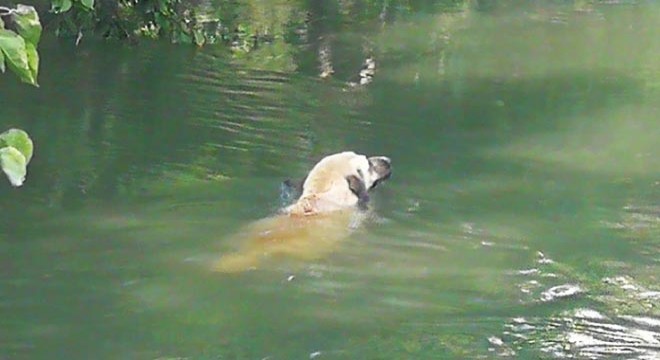 Sulama kanalına düşen köpek kurtarıldı