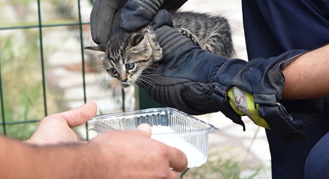 Sulama kuyusuna düşen yavru kediyi itfaiye kurtardı