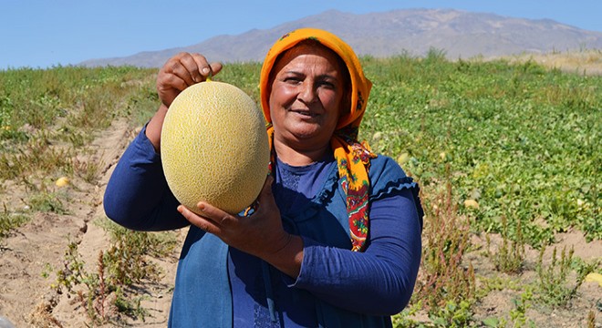 Süphan Dağı eteklerinde kavun hasadı