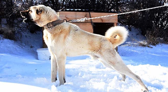 Sürü sahiplerine kurtlara karşı  3 Kangal köpeği  önerisi