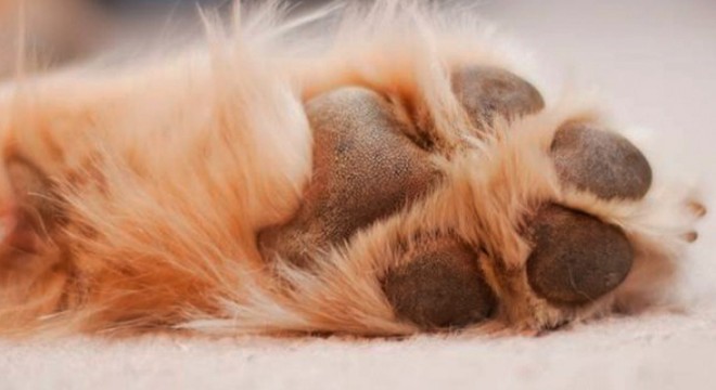 Sürücünün aracıyla üzerinden geçtiği köpek yaralandı