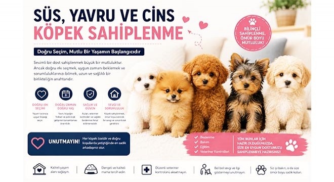 Süs Köpeği Sahiplenme Rehberi: Yavru ve Cins Köpek Sahiplenmeden Önce Bilmeniz Gerekenler