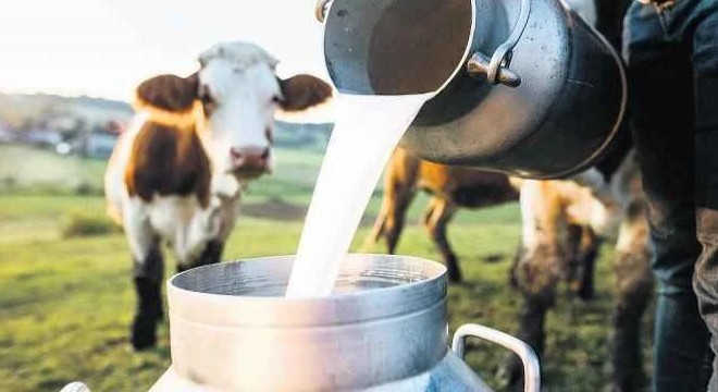 Süt üreticileri yemde de düzenleme bekliyor