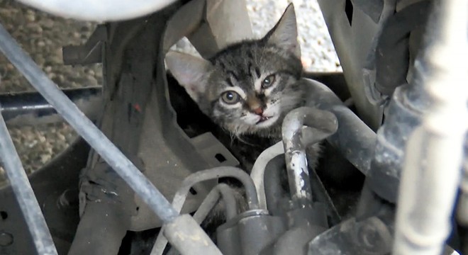 TEM'de sürücülerin kedi kurtarma seferberliği
