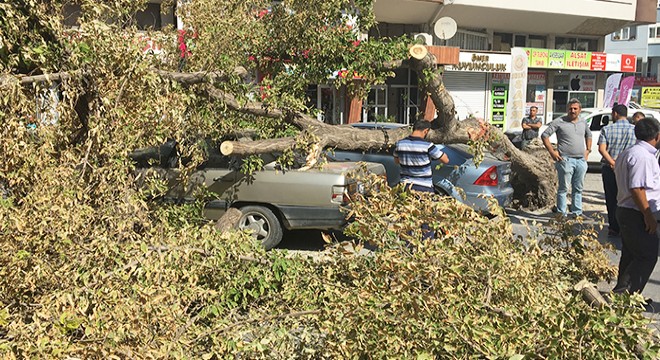 TIR'ın çarptığı ağaç, otomobillerin üzerine devrildi