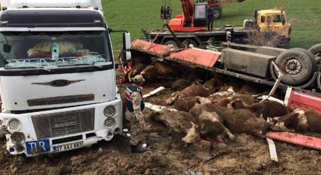 TIR devrildi, 14 büyükbaş telef oldu