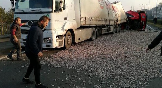 TIR devrildi, 2 ton hamsi yola saçıldı