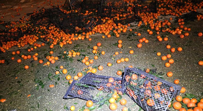 TIR ın dorsesindeki tonlarca mandalina yola saçıldı